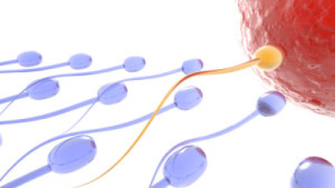 3 opciones naturales para ser utilizadas como remedios ante la infertilidad