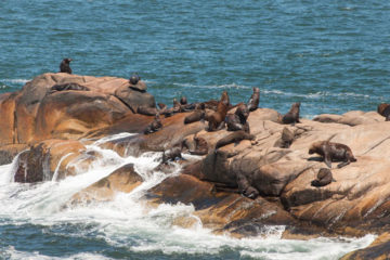 4 curiosidades características de Uruguay
