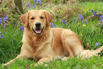 Las razas de perros más inteligentes