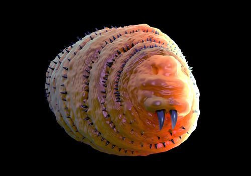 parasitos